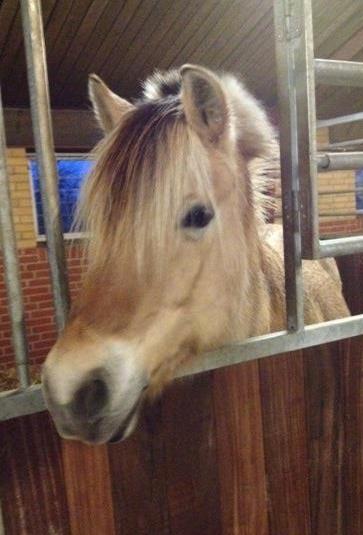 Fjordhest Trine billede 6