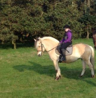 Fjordhest Trine billede 4