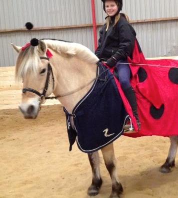 Fjordhest Trine billede 7