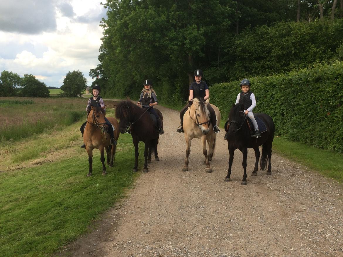 Fjordhest Trine billede 9