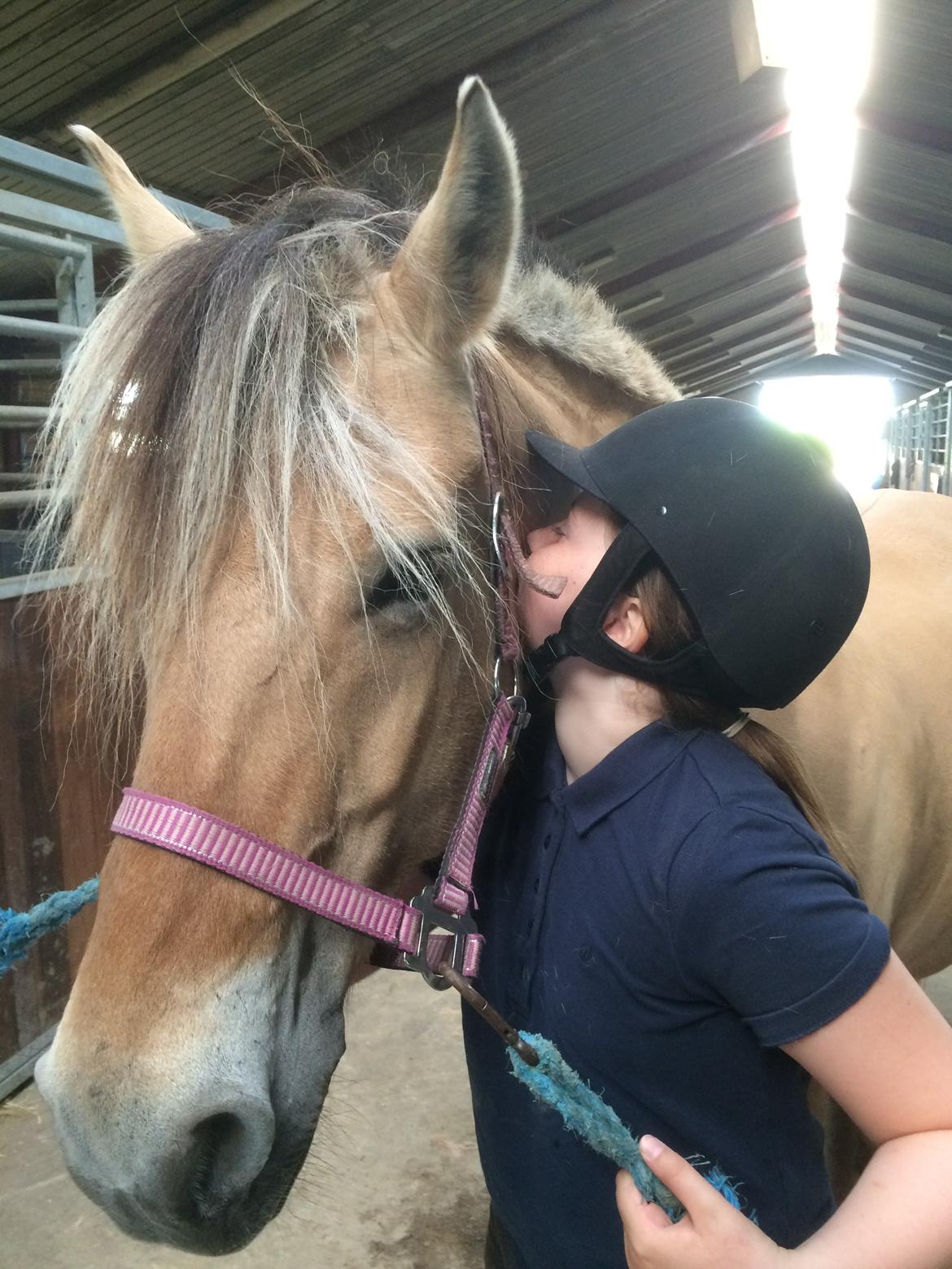 Fjordhest Trine - I år 2014 billede 10