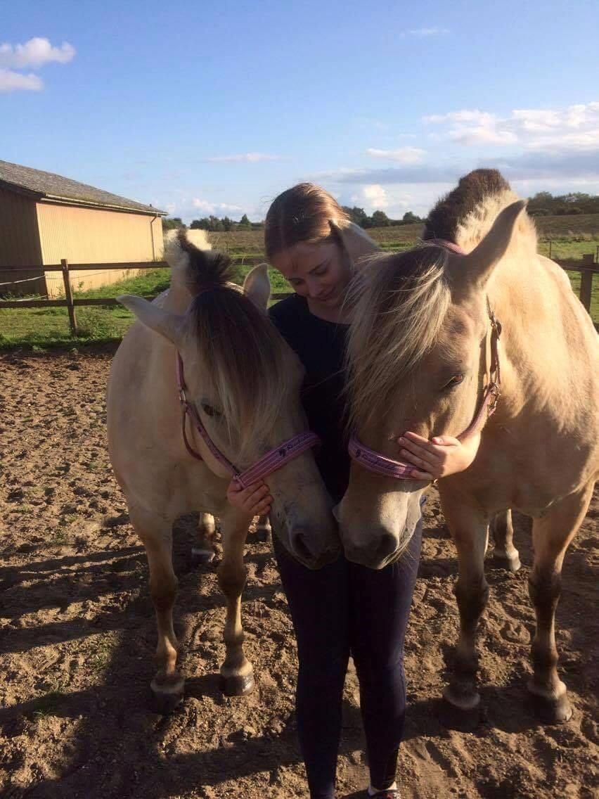 Fjordhest Trine - I sommeren 2017. Trine til højre billede 11