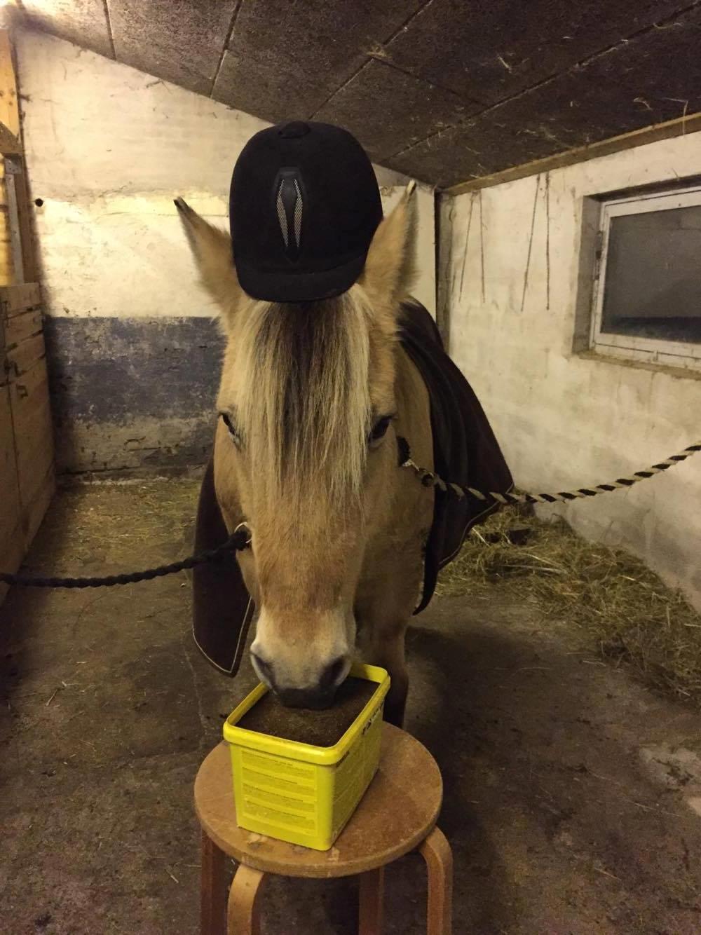 Fjordhest Trine billede 13