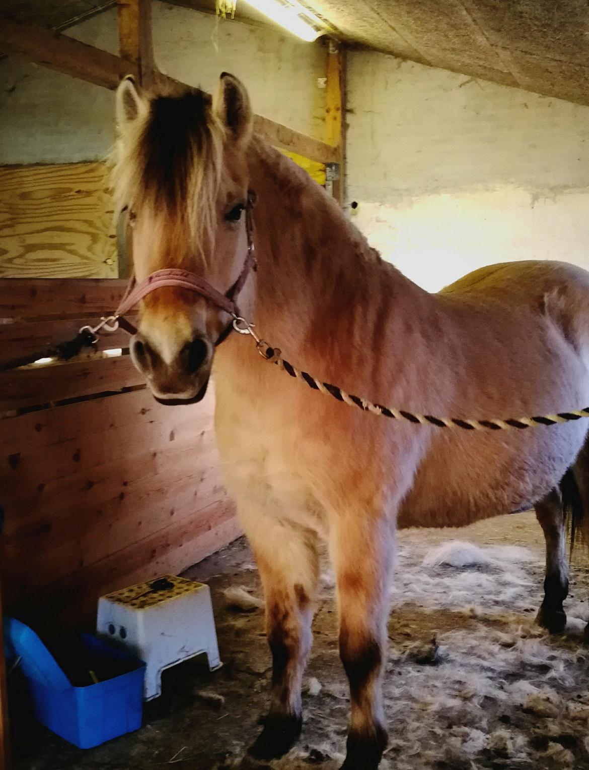 Fjordhest Trine billede 14