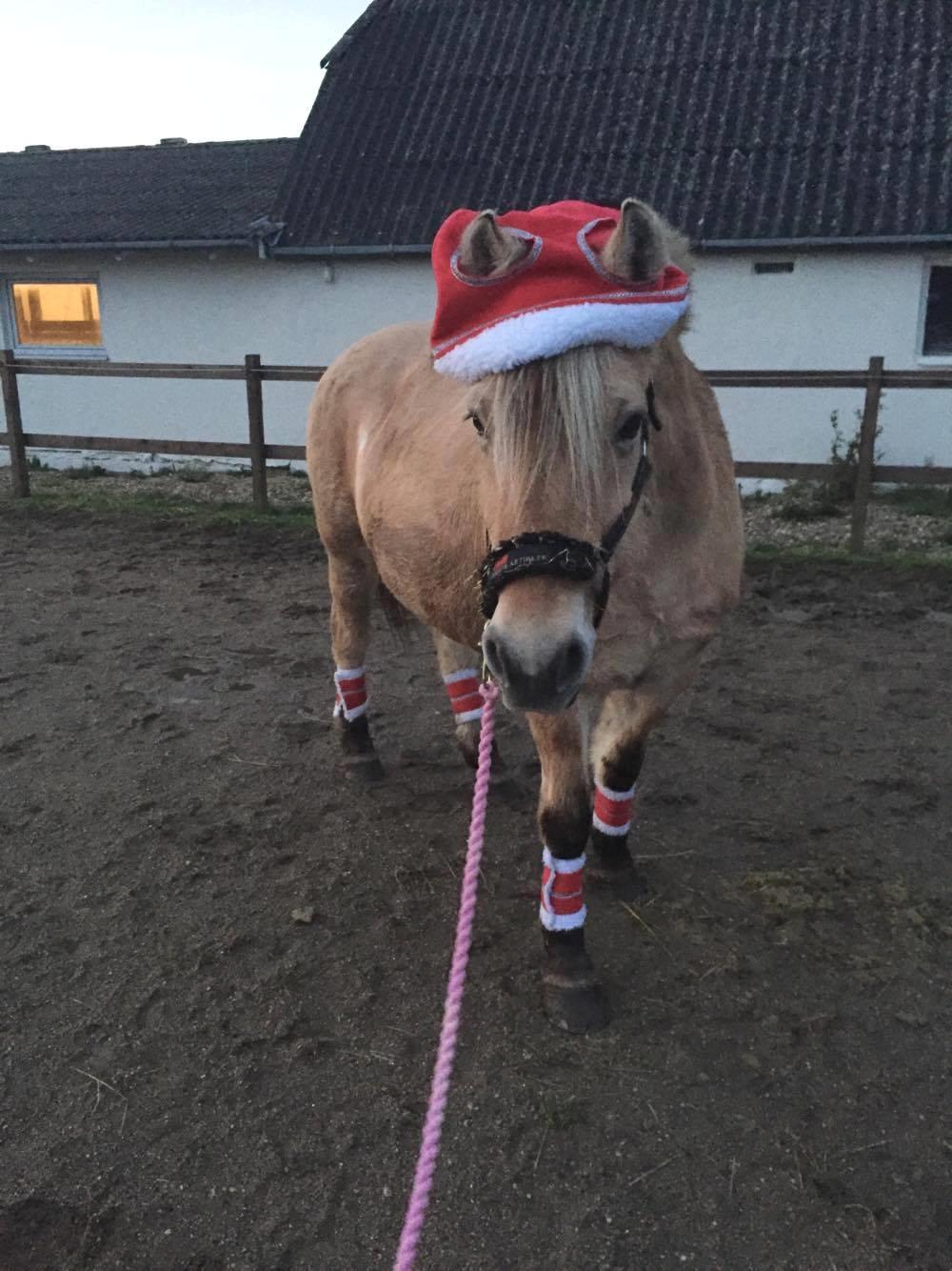 Fjordhest Trine billede 12