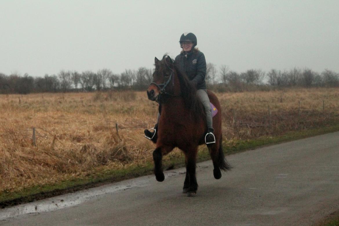Islænder Syrpa fra Bakholm - 13/01-18 billede 14