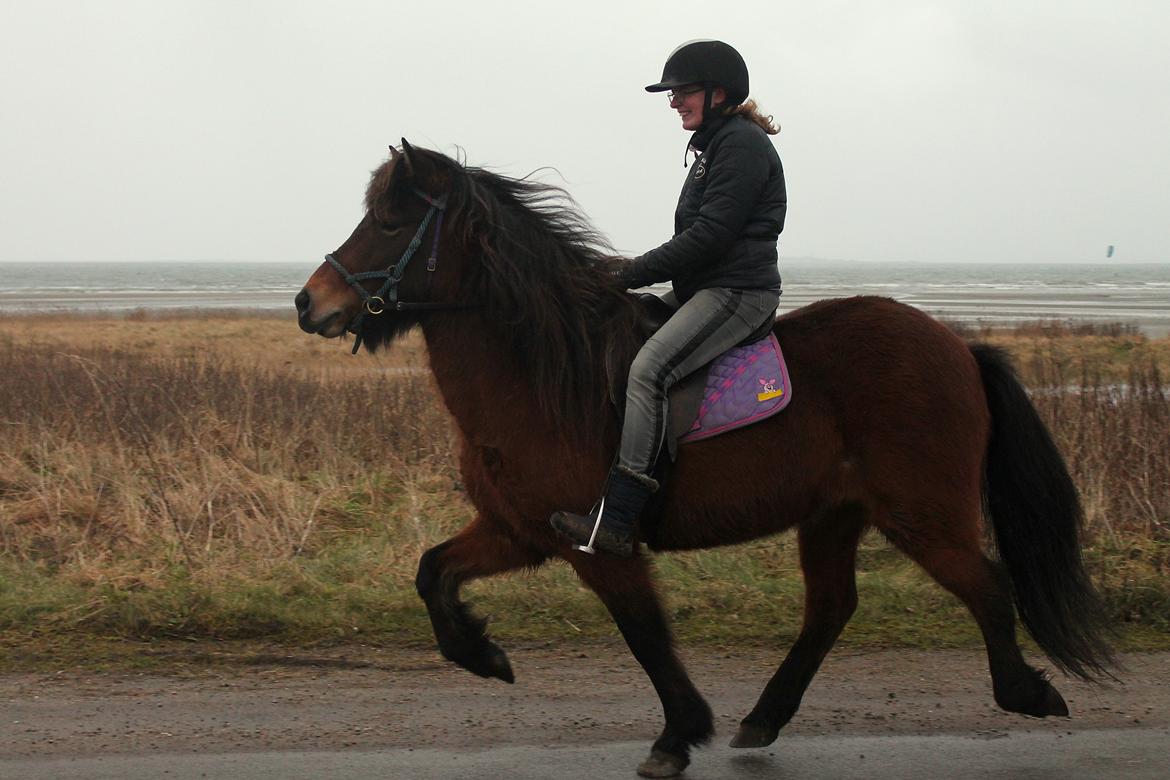 Islænder Syrpa fra Bakholm - 13/01-18 billede 16