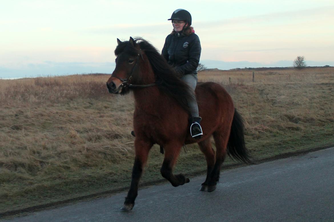 Islænder Syrpa fra Bakholm - 17/01-18 billede 17