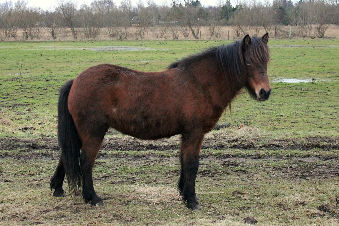 Islænder Syrpa fra Bakholm - 12/01-18 billede 13