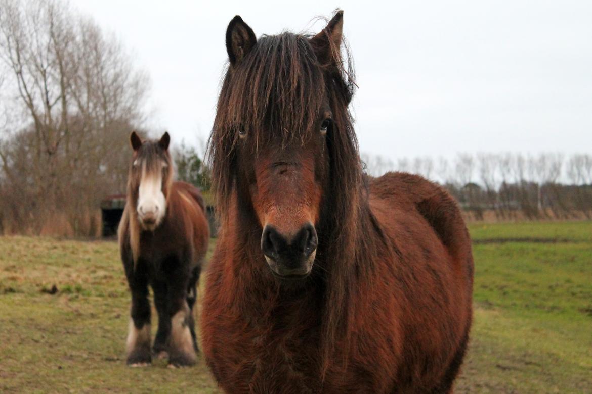 Islænder Syrpa fra Bakholm - 12/01-18 billede 8