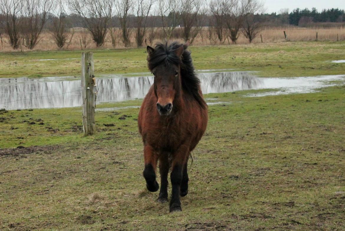 Islænder Syrpa fra Bakholm - 12/01-18 billede 9