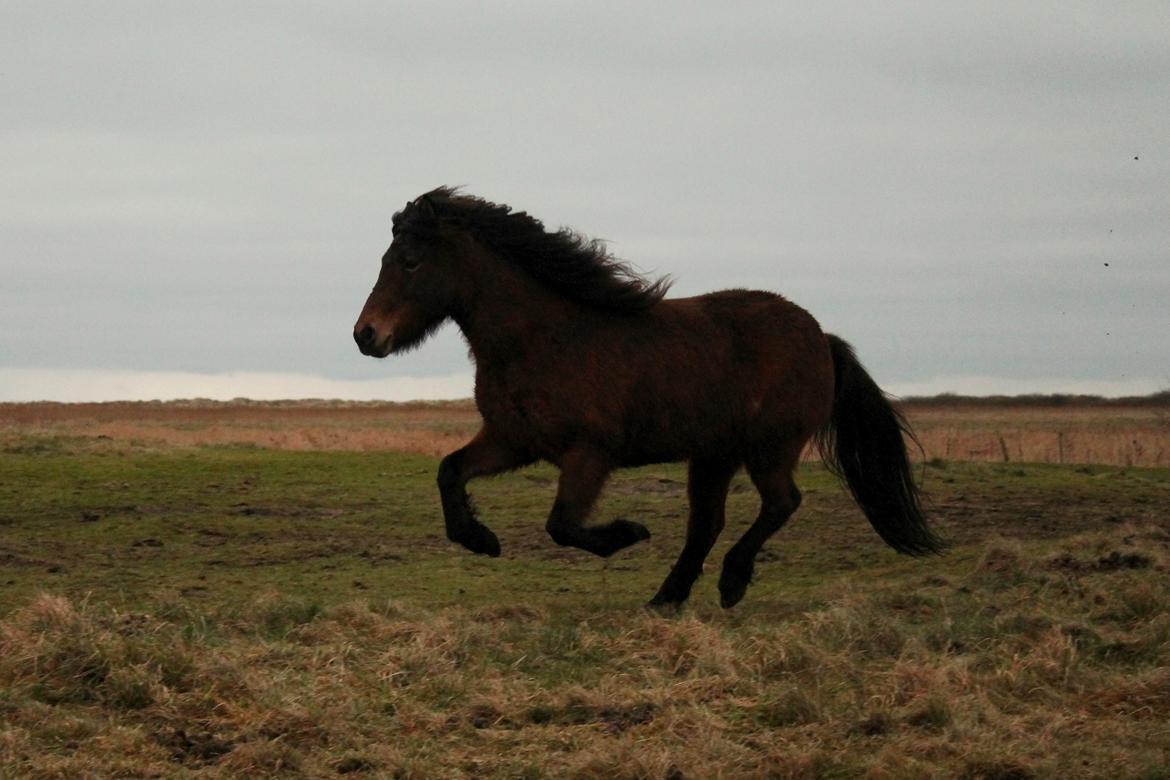 Islænder Syrpa fra Bakholm - 12/01-18 billede 10