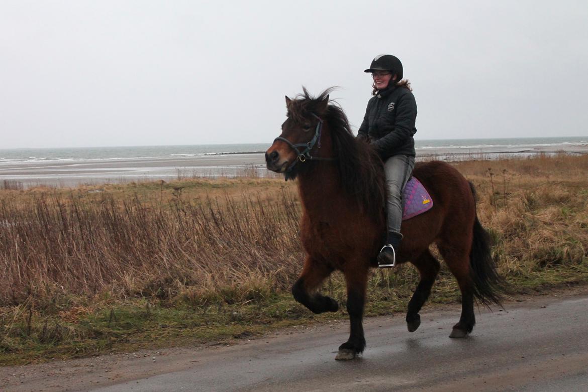 Islænder Syrpa fra Bakholm - 13/01-18 billede 15