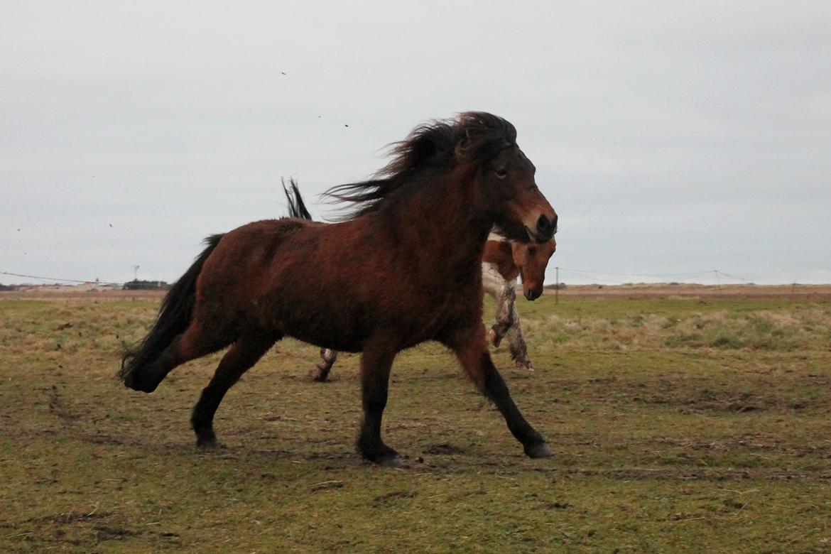 Islænder Syrpa fra Bakholm - 12/01-18 billede 11
