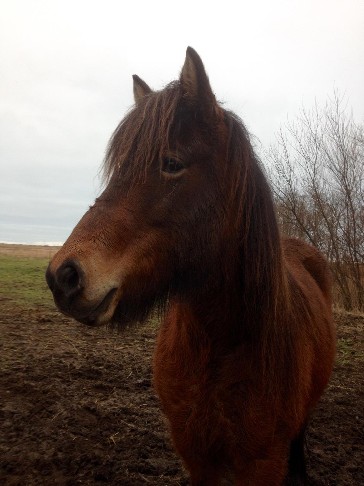 Islænder Syrpa fra Bakholm billede 19