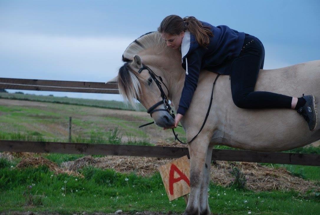 Fjordhest Bettegaards Fie billede 2