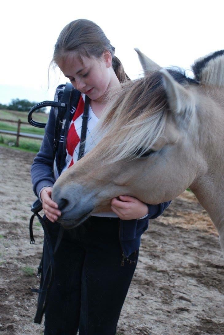 Fjordhest Bettegaards Fie billede 3
