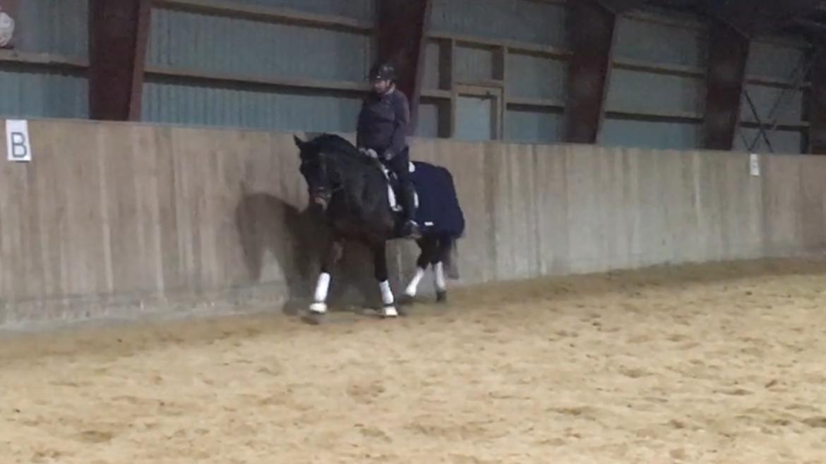 Connemara Egevangens Bailey billede 43