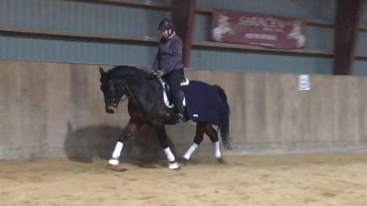 Connemara Egevangens Bailey billede 46