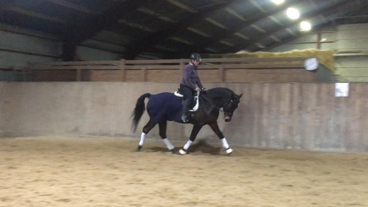 Connemara Egevangens Bailey billede 47