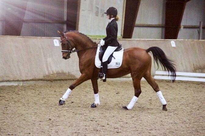 Arabisk fuldblod (OX) RAINMANN OX  billede 20