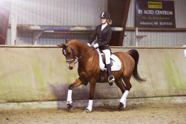 Arabisk fuldblod (OX) RAINMANN OX  billede 6