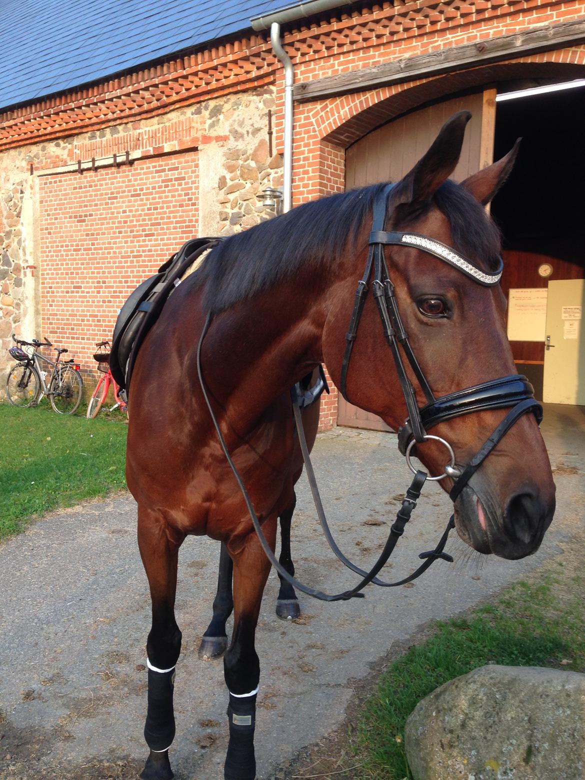 Fuldblod (XX) Madame de Jour XX (den) (Smilla) billede 7