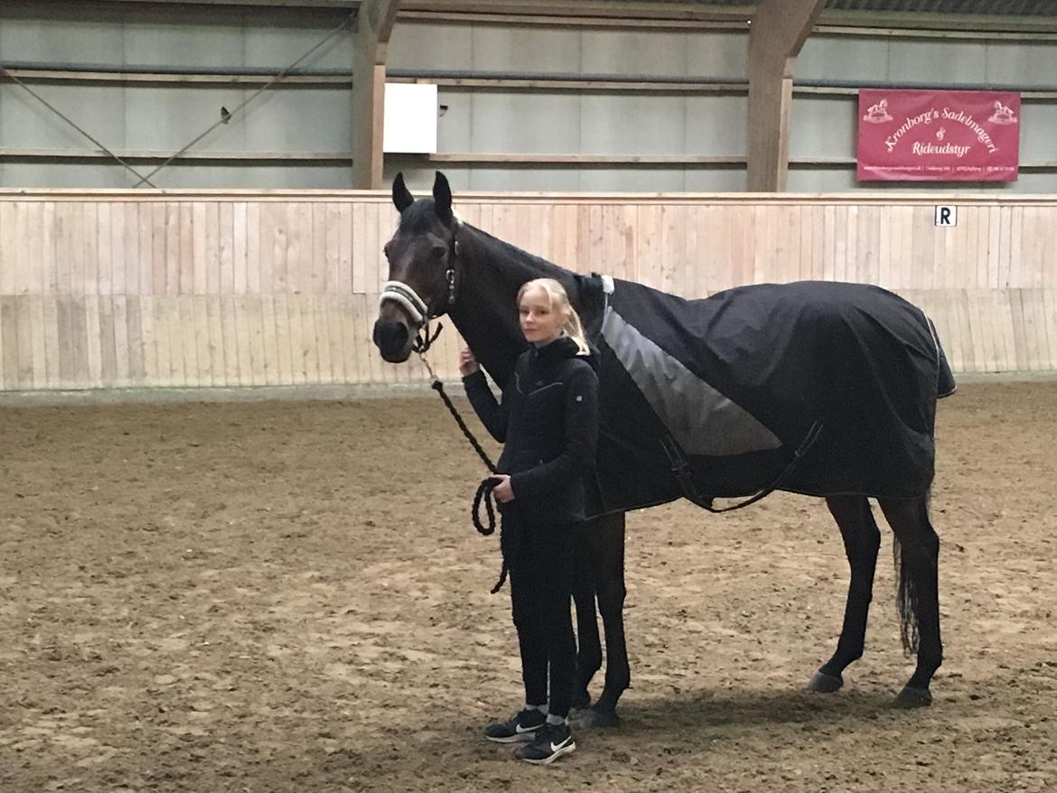 Fuldblod (XX) Madame de Jour XX (den) (Smilla) billede 8