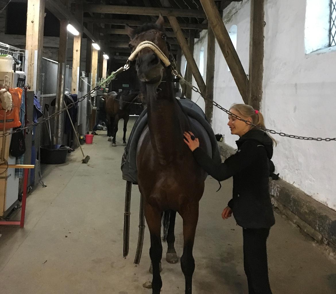 Fuldblod (XX) Madame de Jour XX (den) (Smilla) billede 10