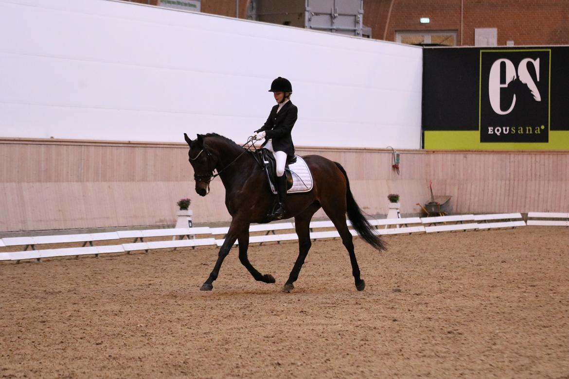 Fuldblod (XX) Madame de Jour XX (den) (Smilla) billede 15