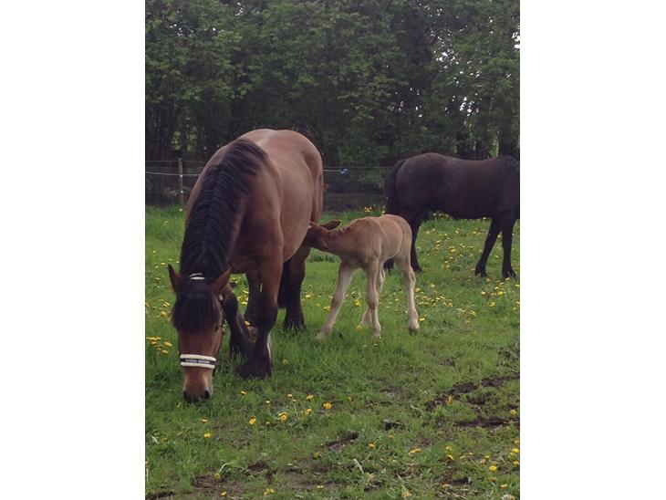 {{currentPhoto.altText}} billede {{currentPhoto.number}}