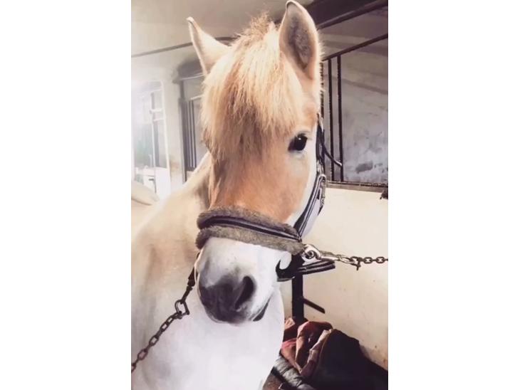 {{currentPhoto.altText}} billede {{currentPhoto.number}}