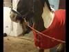Irish Cob Indie