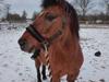 Anden særlig race Ginger [Himmelhest]