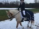 Palomino champagne