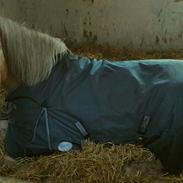 Haflinger Grynet (Kaldes Gry)