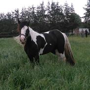 Irish Cob Mary's Prinsess by Lovecob