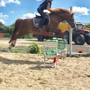 New Forest Kastanjegårdens fromage