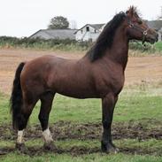 Welsh Cob (sec D) Kildegaards Duke