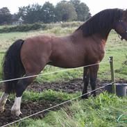 Welsh Cob (sec D) Kildegaards Duke