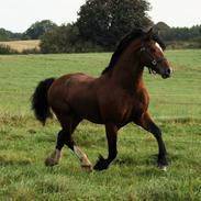 Welsh Cob (sec D) Kildegaards Duke