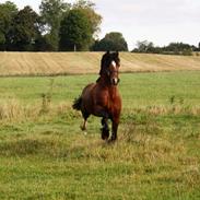 Welsh Cob (sec D) Kildegaards Duke