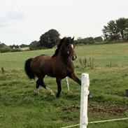 Welsh Cob (sec D) Kildegaards Duke