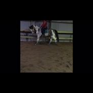 Amerikansk Paint Pony Lucky