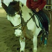 Amerikansk Paint Pony Lucky