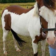 Amerikansk Paint Pony Lucky