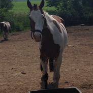 Amerikansk Paint Pony Lucky