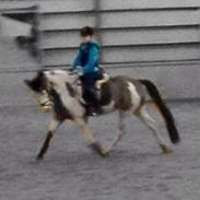 Amerikansk Paint Pony Lucky