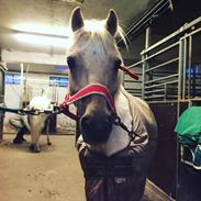 Hollandsk Sportspony Penty