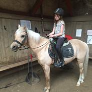 Hollandsk Sportspony Penty